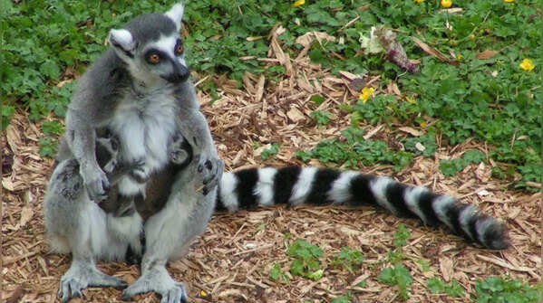 Lemurs
