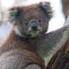 Koalas