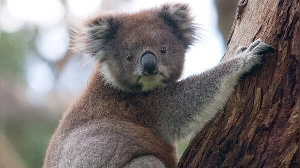Koalas