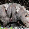 Opossums