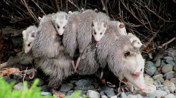 Opossums