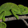 Chameleons