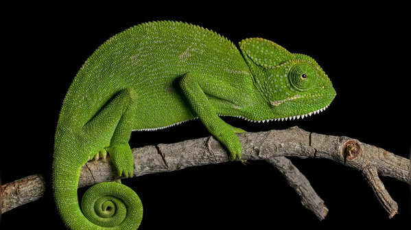 Chameleons