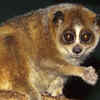 Slow Lorises