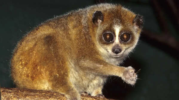 Slow Lorises