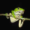 Article image for: Waxy Monkey Tree Frogs
