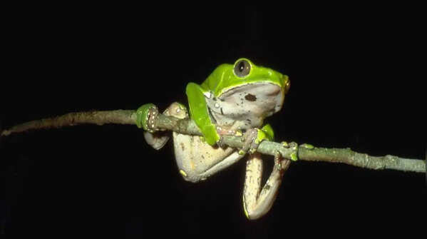 Waxy Monkey Tree Frogs