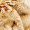 Macaques
