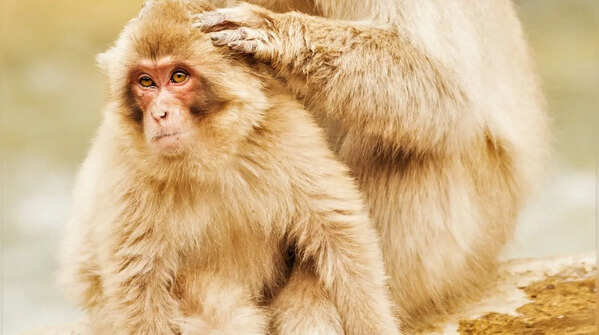 Macaques