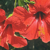 Hibiscus isn’t a difficult plant.