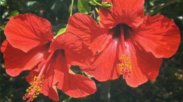 Hibiscus isn’t a difficult plant.