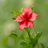 Article image for: The plant tells you when something’s off
