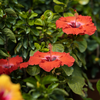 Article image for: If it stops flowering, it usually needs feeding