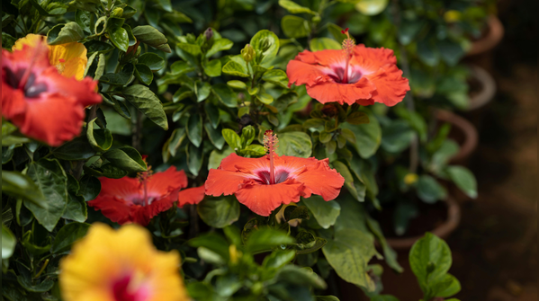 If it stops flowering, it usually needs feeding