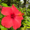 Article image for: How to grow Hibiscus at home