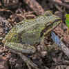 Article image for: Pacific Tree Frog