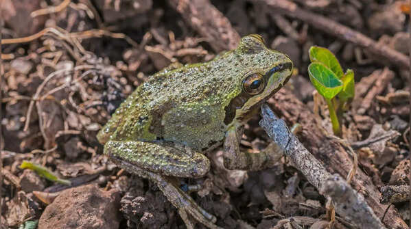 Pacific Tree Frog