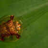 Article image for: Golden <i class="tbold">tortoise</i> Beetle