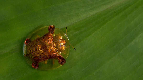 Golden Tortoise Beetle
