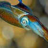 Squid