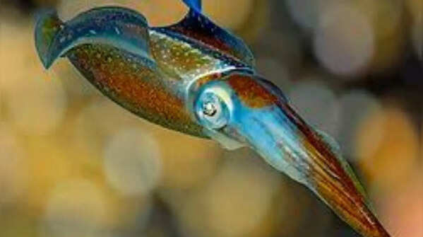 Squid
