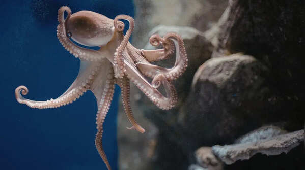 Octopus