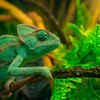 Article image for: GK Fact of the Day: Not just chameleons; 5 animals that can change colour