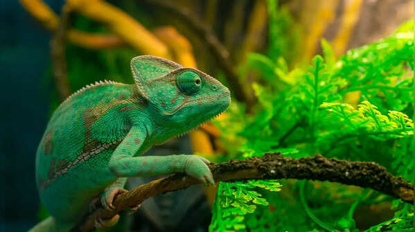 GK Fact of the Day: Not just chameleons; 5 animals that can change colour
