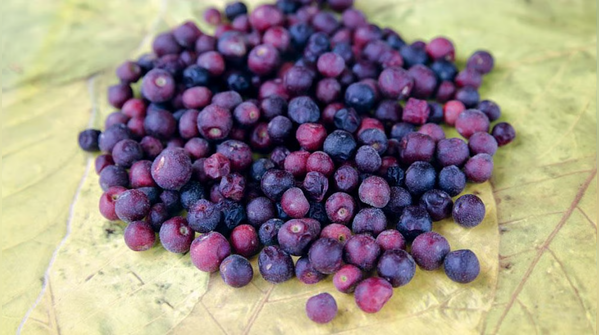Phalsa: Your Summer Skin Savior