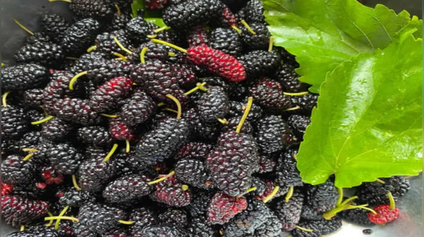 Shahtoot: The Anti-Aging Powerhouse