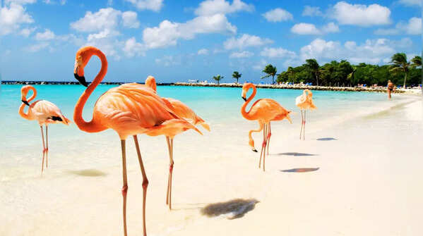 Eagle Beach, Aruba