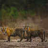 Article image for: Summer is drawing serious wildlife travellers