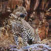 Leopard sightings are adding another layer of thrill