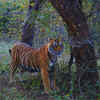 Article image for: It remains one of India’s most famous places to see tigers