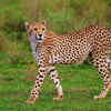 Article image for: The tiger-leopard-cheetah sighting has created massive buzz