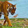 Article image for: A rare moment put Ranthambore National Park back in the spotlight — 5 reasons fans are going now
