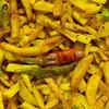 Article image for: Tip 2: Maintain the oil <i class="tbold">temperature</i>
