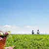 Article image for: May 2026 UK bank holidays: Full list of holidays and the best ways to spend them