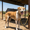 Article image for: Faridabad man fined Rs 1,050 for tying pet dog in balcony under scorching sun