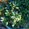 Regular maintenance and pruning
