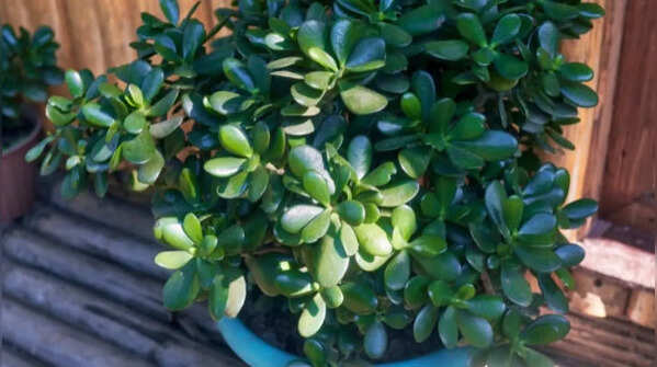 Regular maintenance and pruning