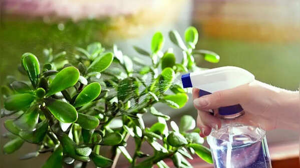 Watering correctly and avoiding overwatering