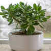 Article image for: Providing sufficient sunlight for growth
