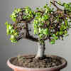 Article image for: Choosing a suitable pot and well-draining soil