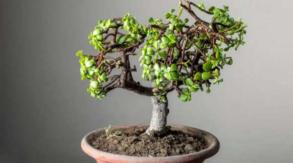 Choosing a suitable pot and well-draining soil