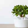 Article image for: From tiny succulent to thriving beauty: How to grow jade plants the right way
