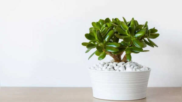 From tiny succulent to thriving beauty: How to grow jade plants the right way