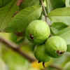 Guava