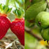 Article image for: Fruits you can easily grow on your balcony: A simple guide to fresh homegrown produce