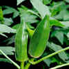 Fertilization and harvesting